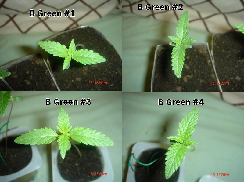 4bgreen 6j Veg.jpg