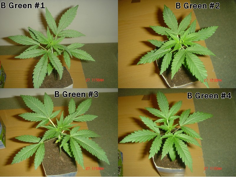 4bgreen 17j Veg.jpg
