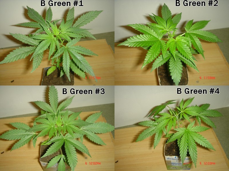 4bgreen 25j Veg.jpg