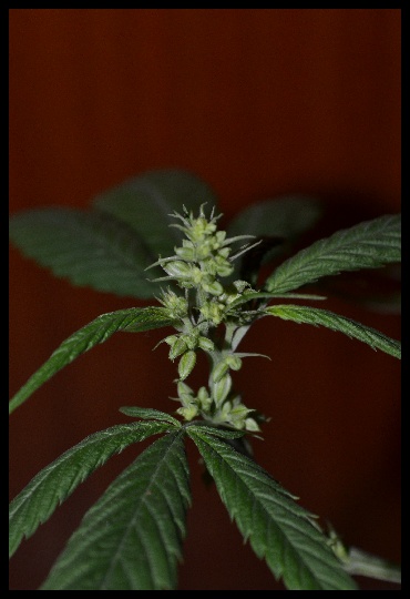 CSC_0591.jpg