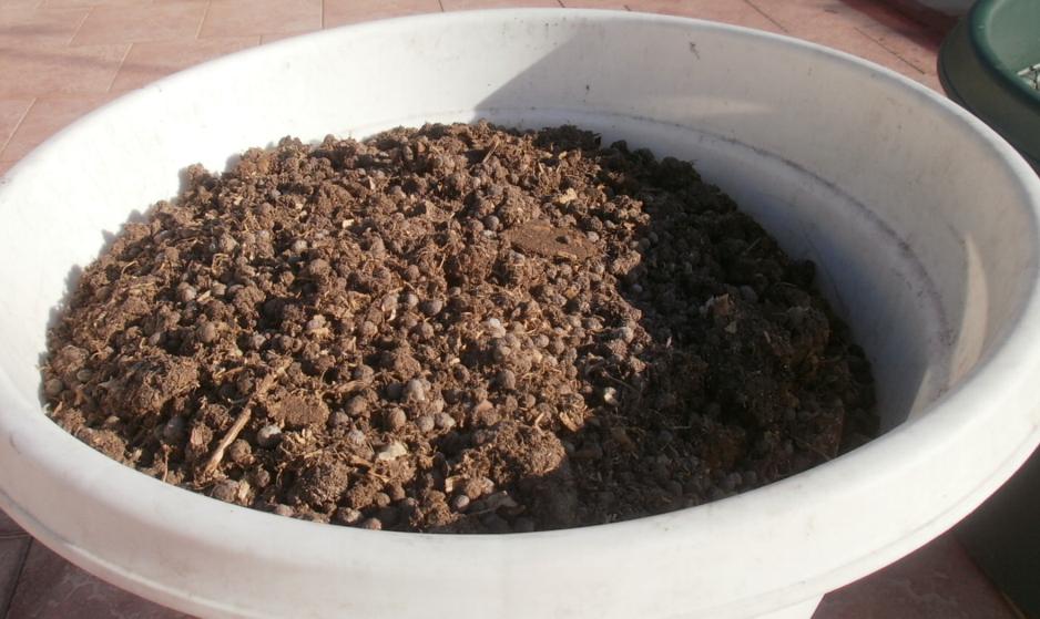 conejo fresco.JPG