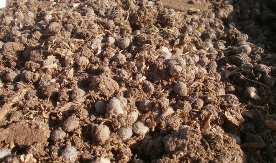 conejo fresco 1.JPG