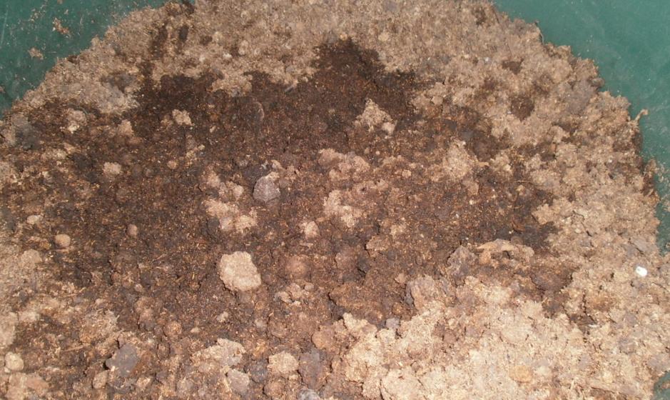 conejo medio compostar.JPG