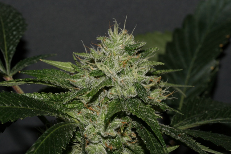 OG.Kush-LL.JPG