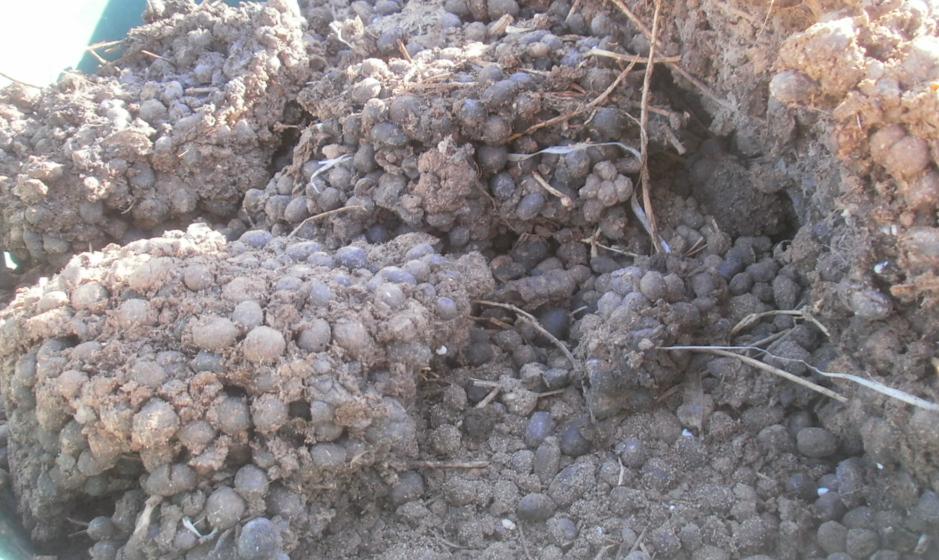 guano craba fresco.JPG