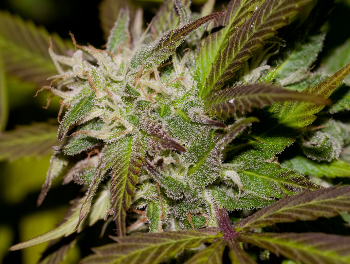 shiskaberry-red type (1).jpg
