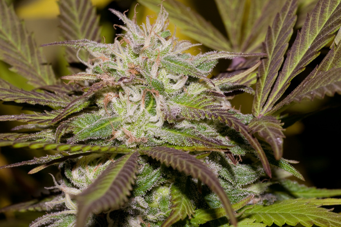 shiskaberry-red type (2).jpg