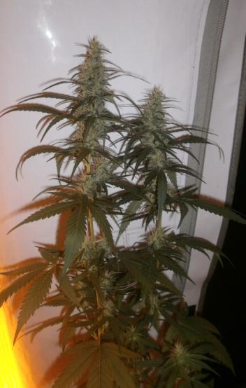 sugar5.JPG