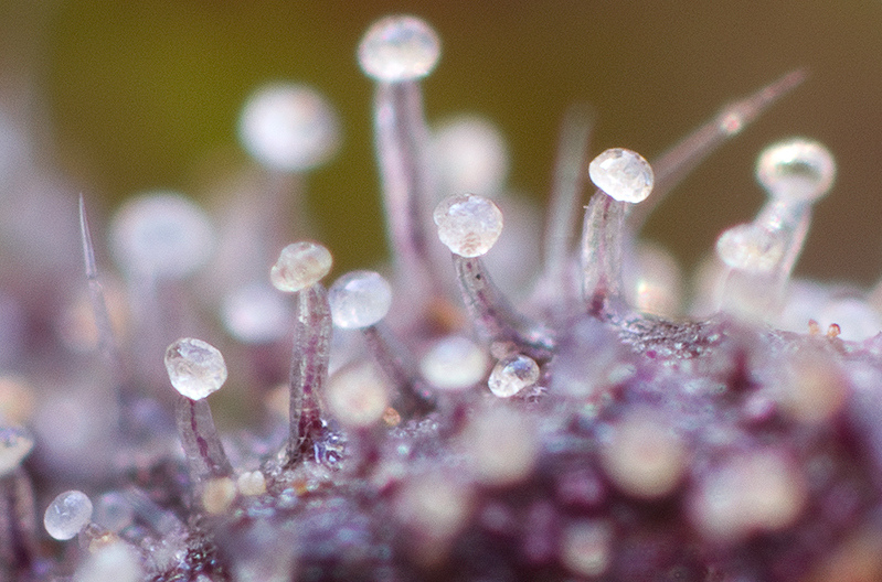 Macro.jpg