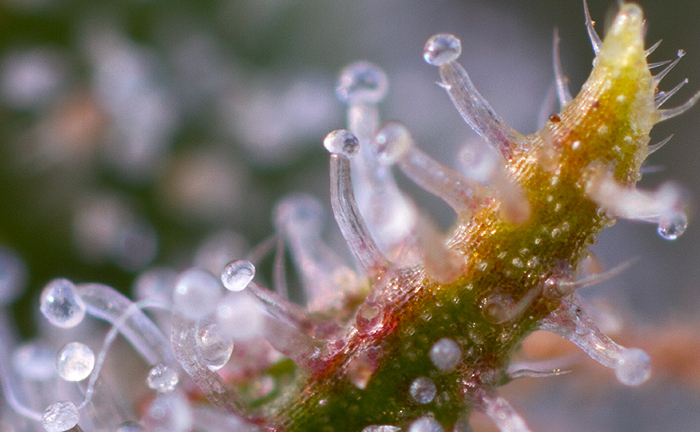 Trichome shot (1).jpg