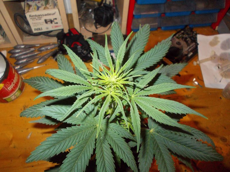 DSCN0343.JPG