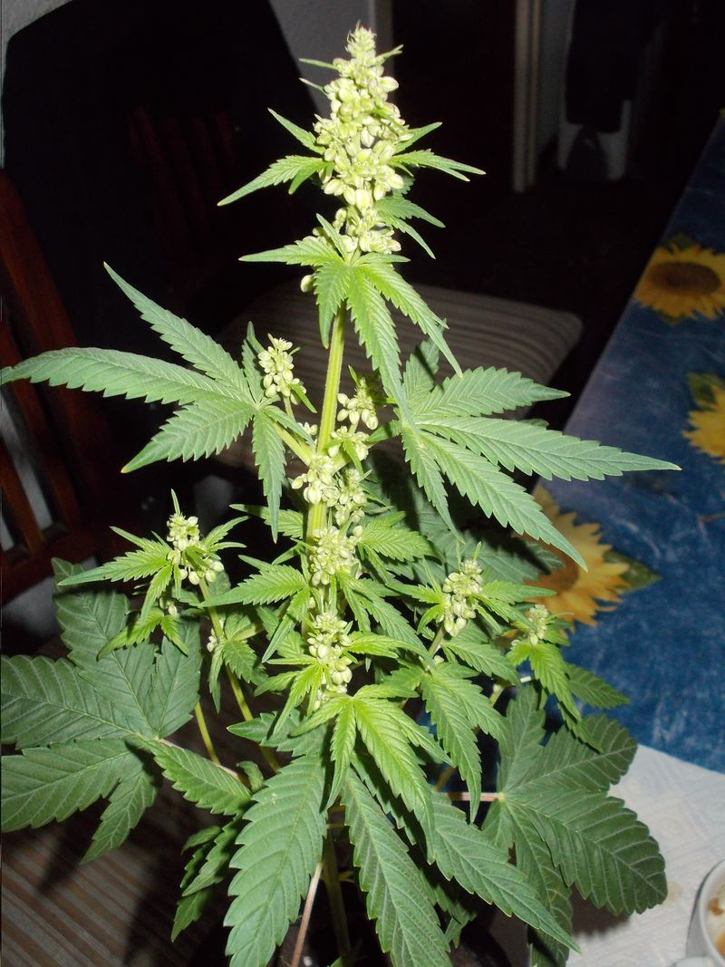 DSCN0352.JPG