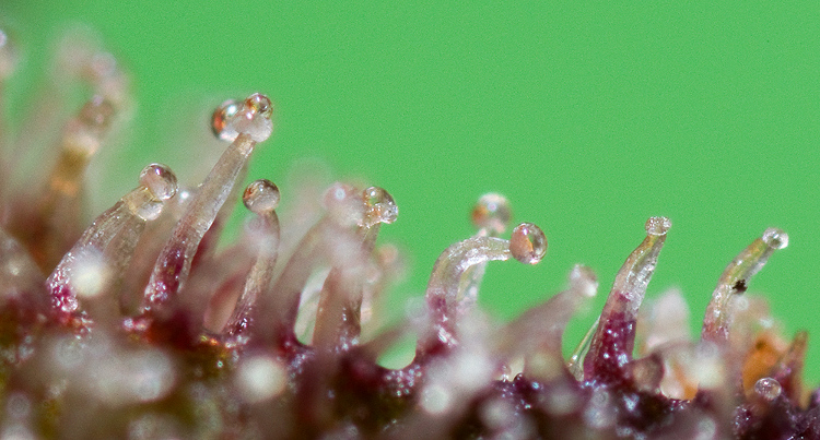 Trichome shot (2).jpg