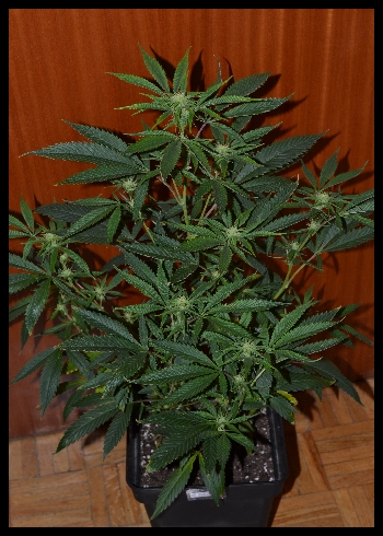 DSC_0634.jpg