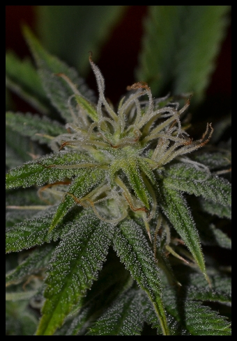 kushage 28 d.jpg