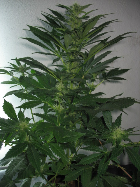 e x h  6....JPG