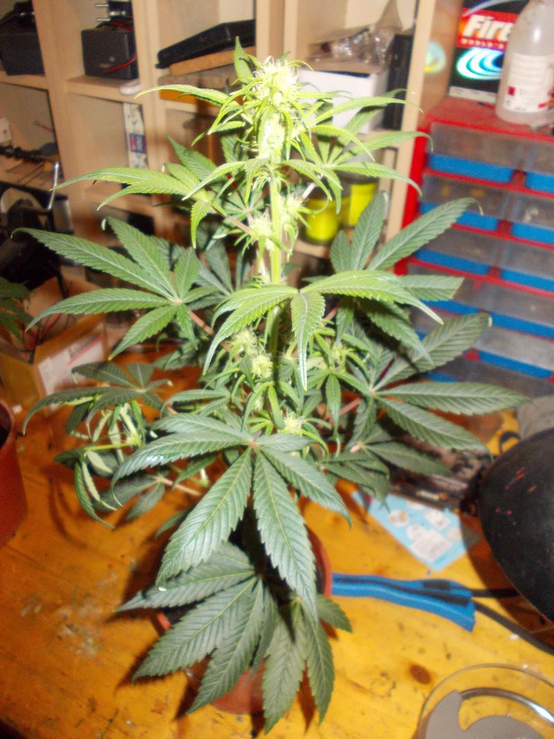 DSCN0412.JPG