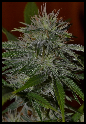 black widow 39 d.jpg