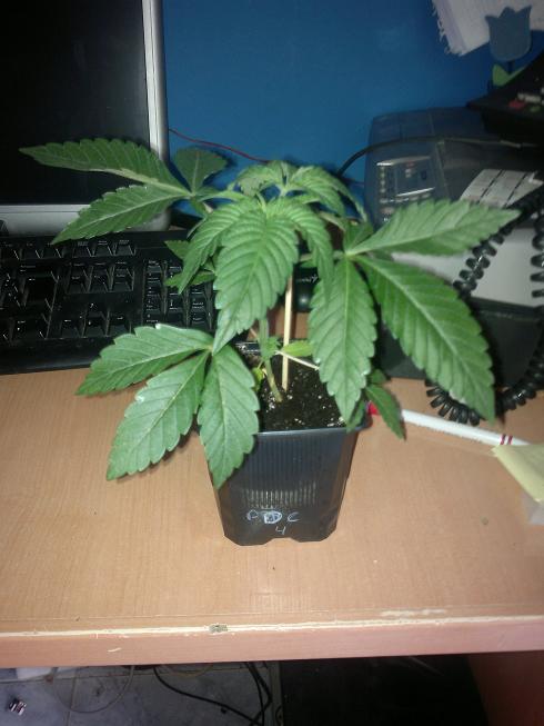 25042011434.jpg