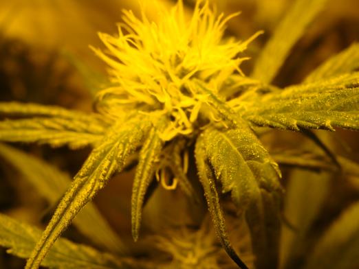 macro 027_522x392.jpg