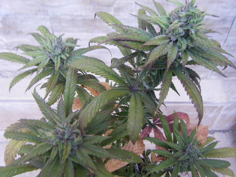SCF7077.jpg