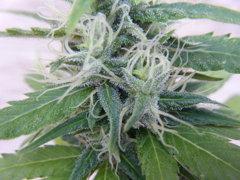 SCF7076.jpg