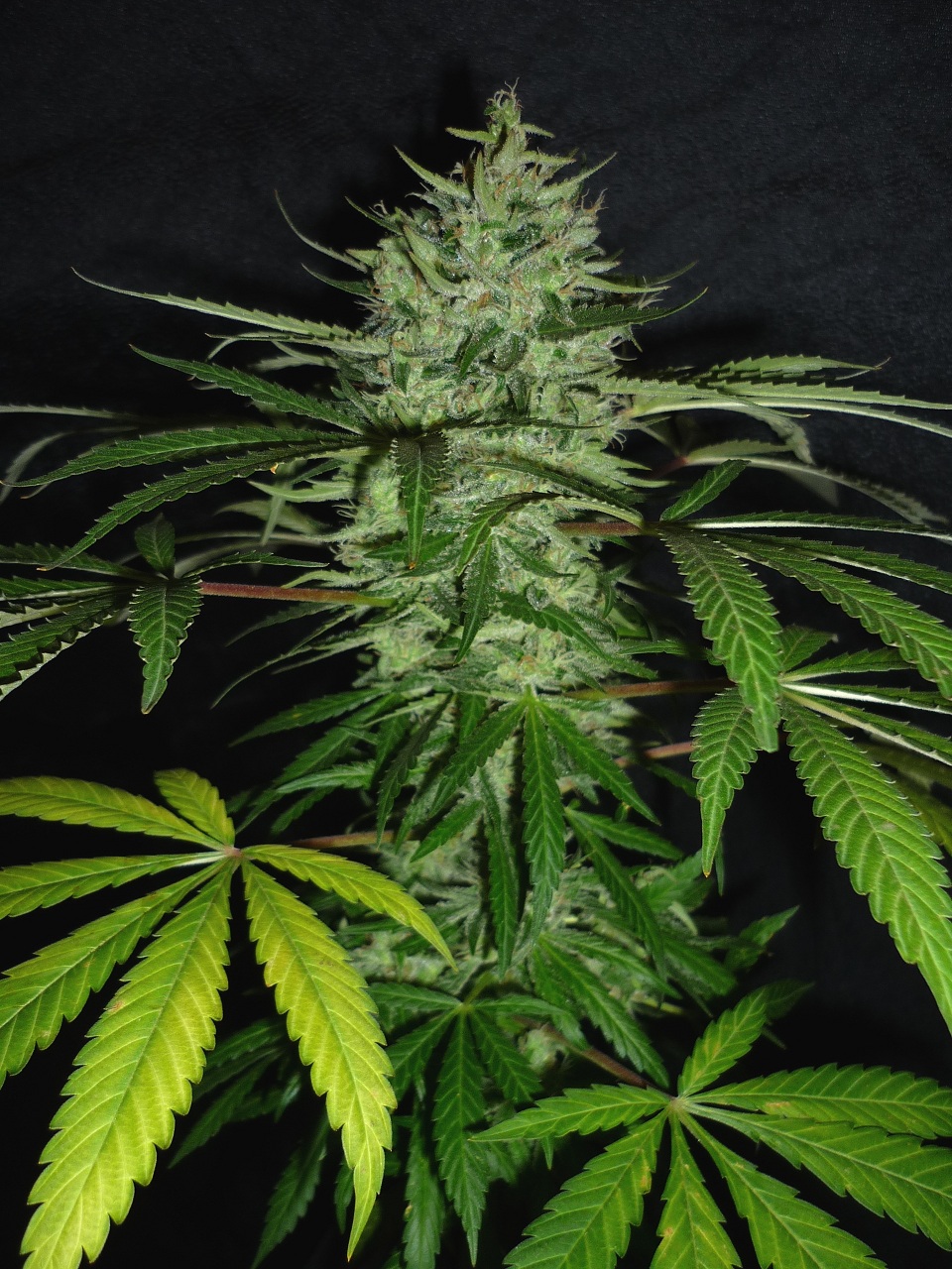 RM x Ciskei club OD 006.JPG