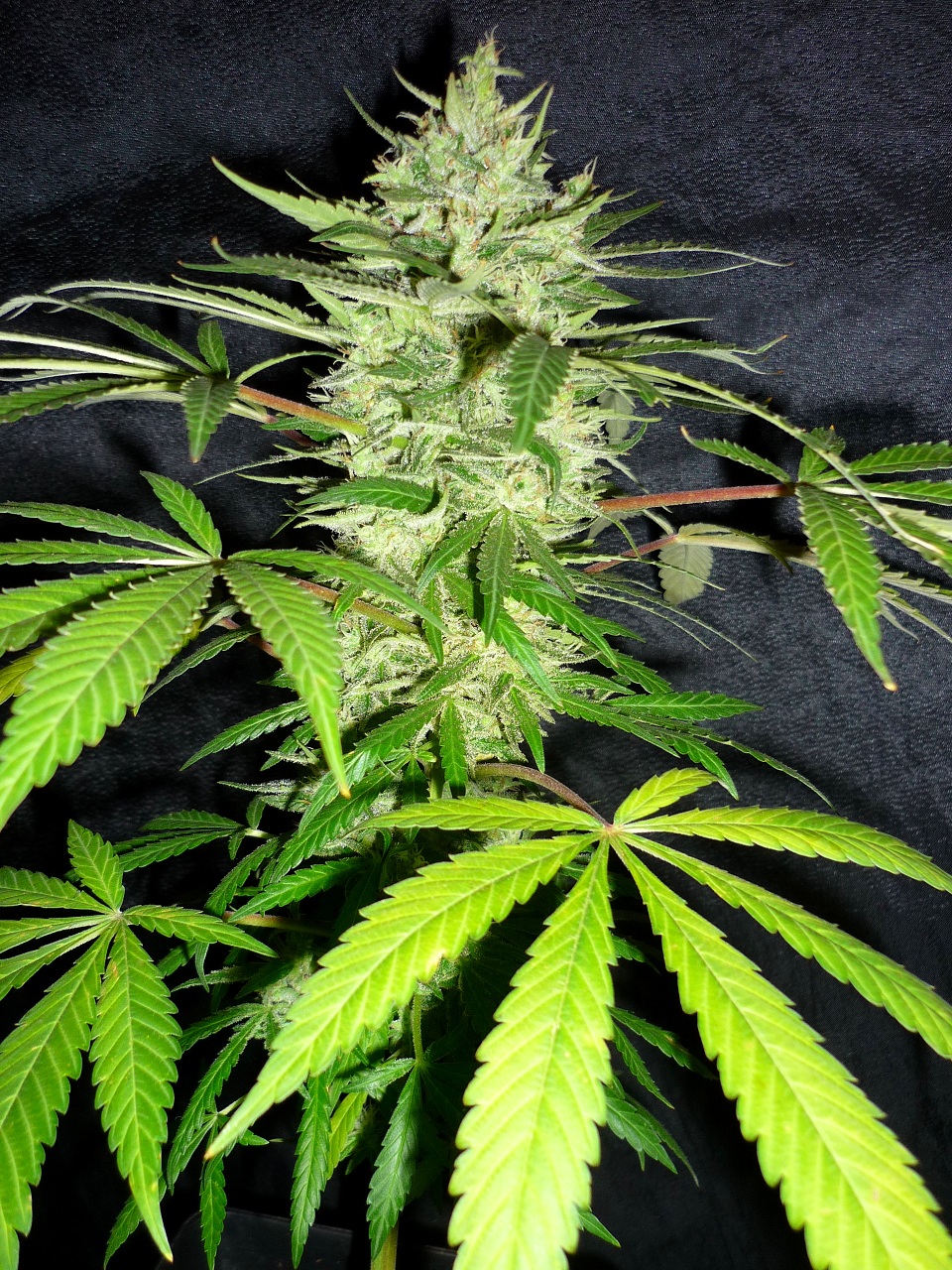 RM x Ciskei club OD 005.JPG