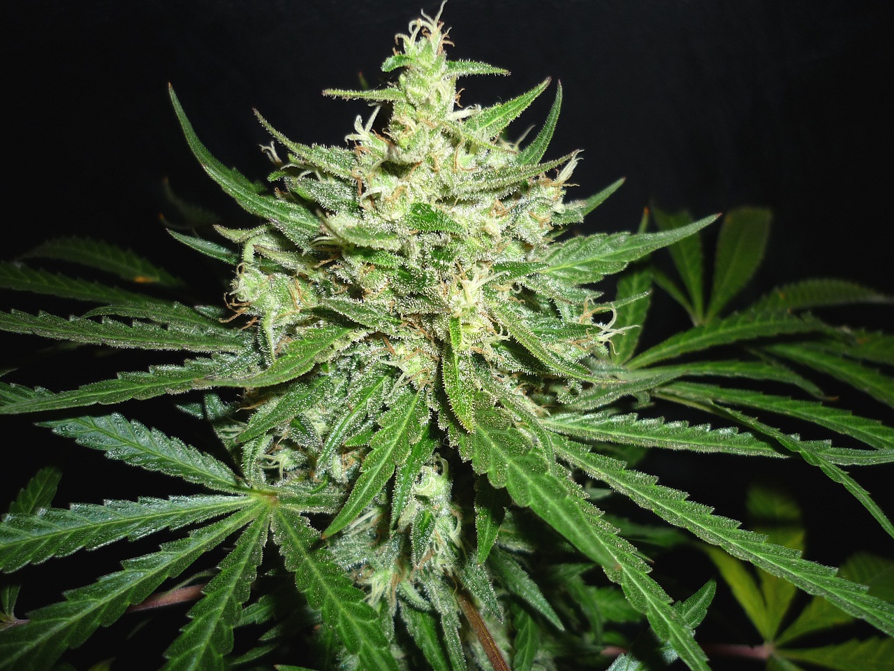 RM x Ciskei club OD 008.JPG