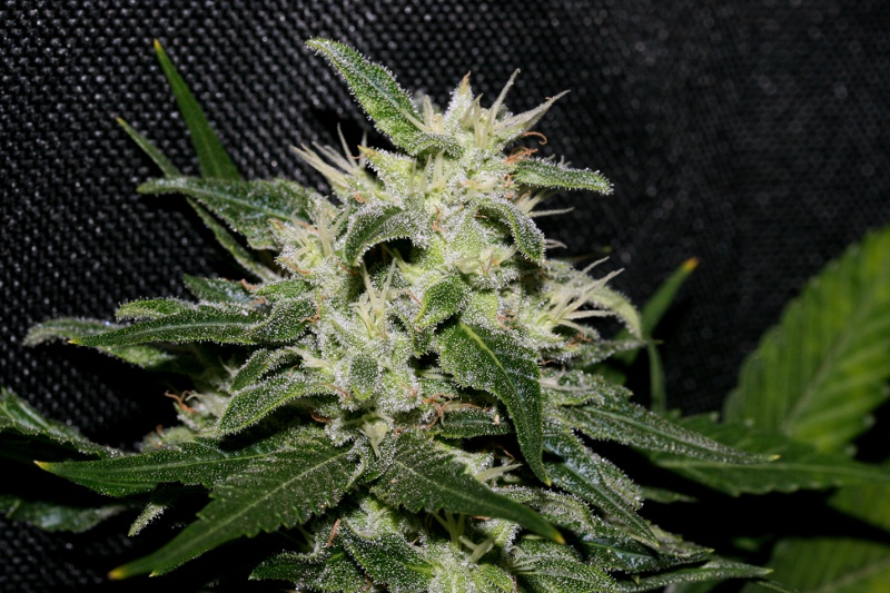 pure Strawberry S1 (3).JPG