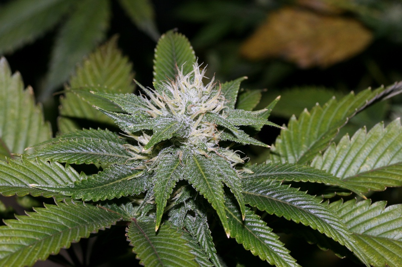 strawberry x DeepChunk S1.JPG