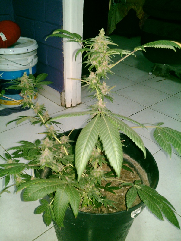 20130324205607542.jpg