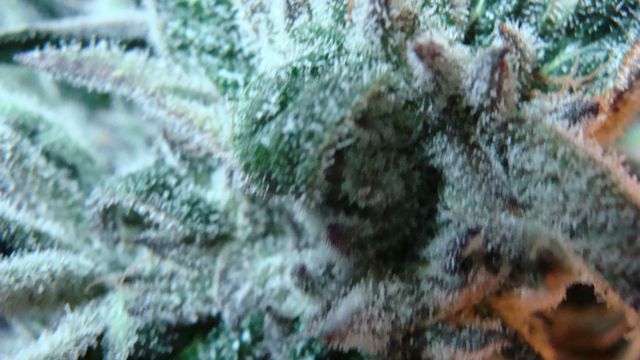 DSC01777_640x360.jpg