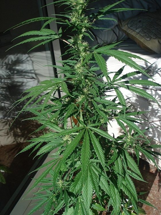 mghz1.JPG