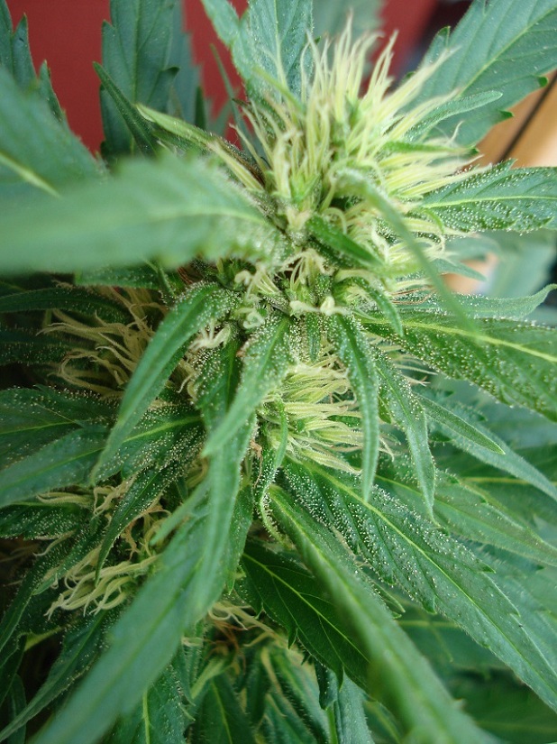 mghz3.JPG