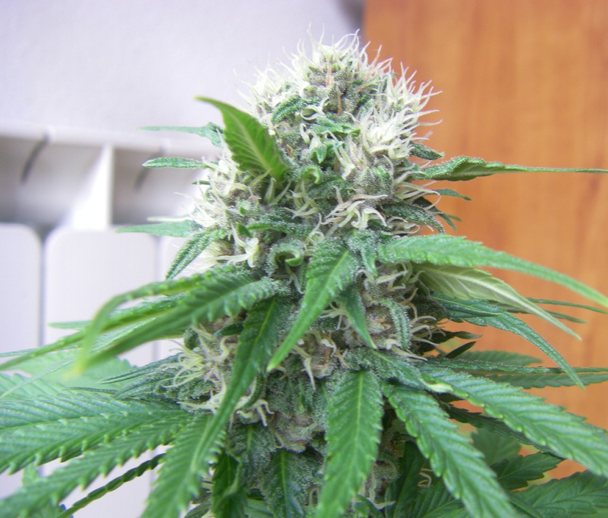 Bisho purple #1.jpg