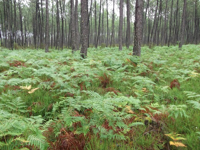 DSCF3002 (Copier).JPG