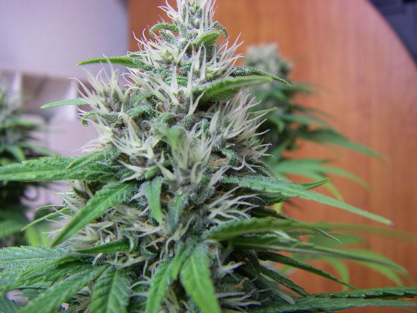 Bisho Purple#2.JPG