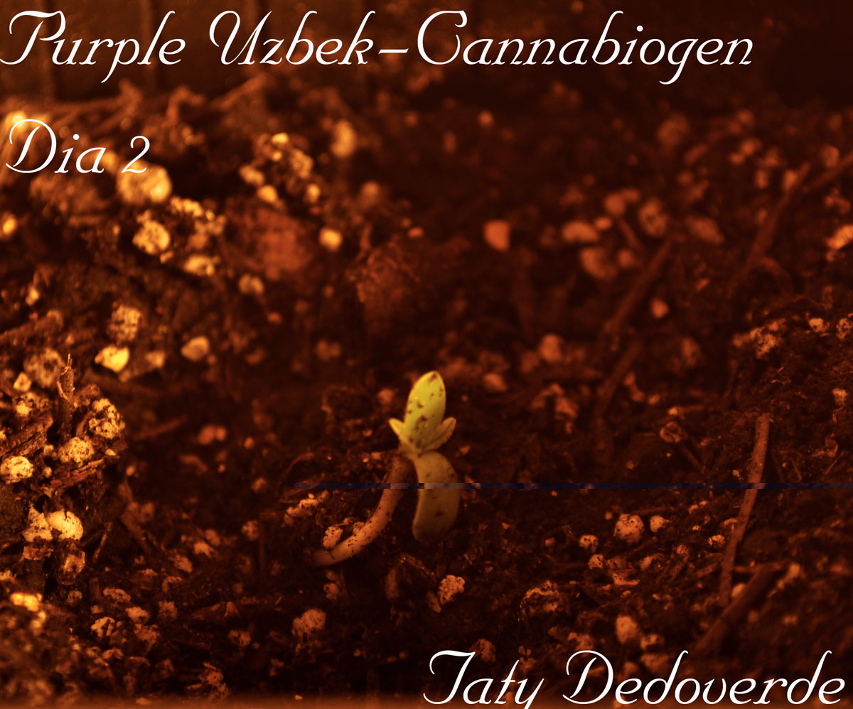 purple 11.jpg