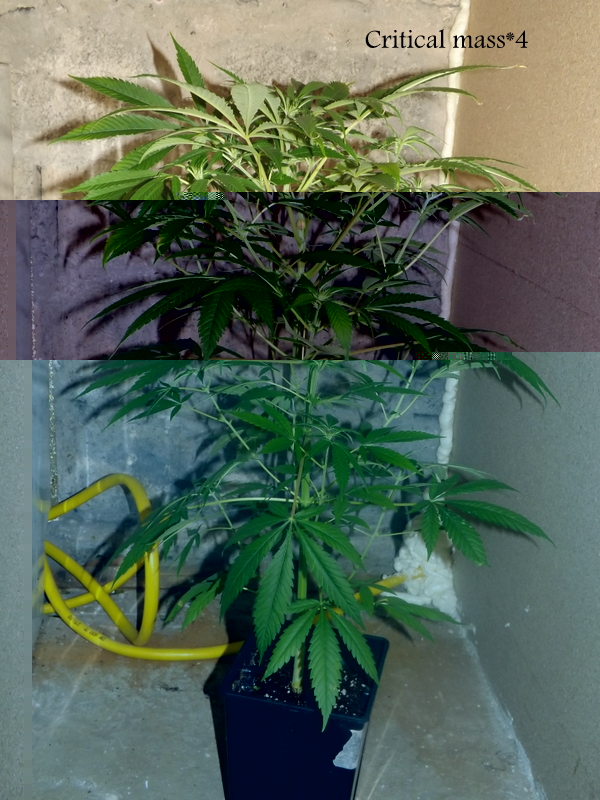 DSCF0300.JPG