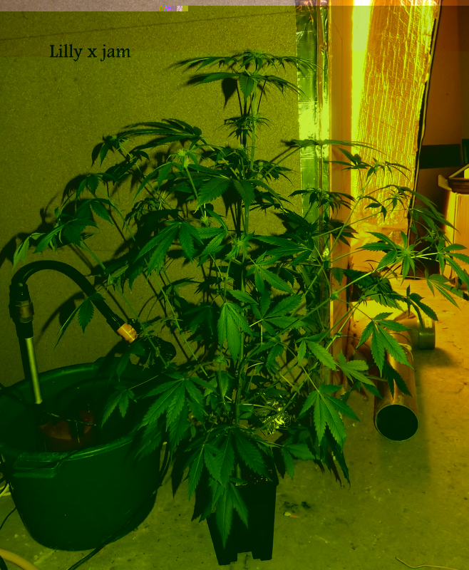 DSCF0566.JPG