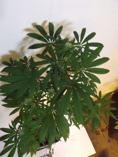 DSCF3441.jpg