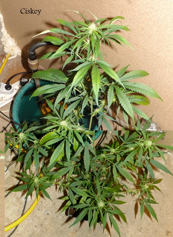 DSCF0574.JPG