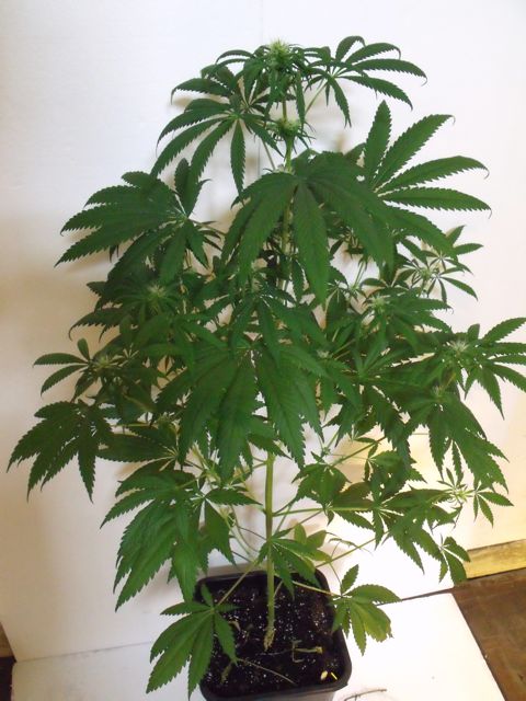 DSCF3442.jpg