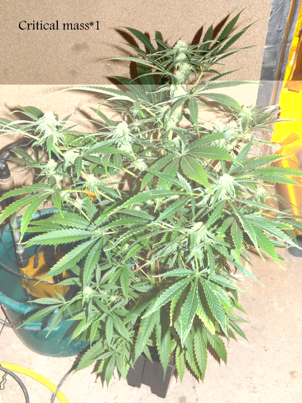 DSCF0591.JPG
