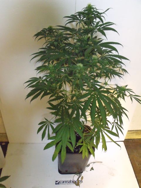 DSCF3444.jpg