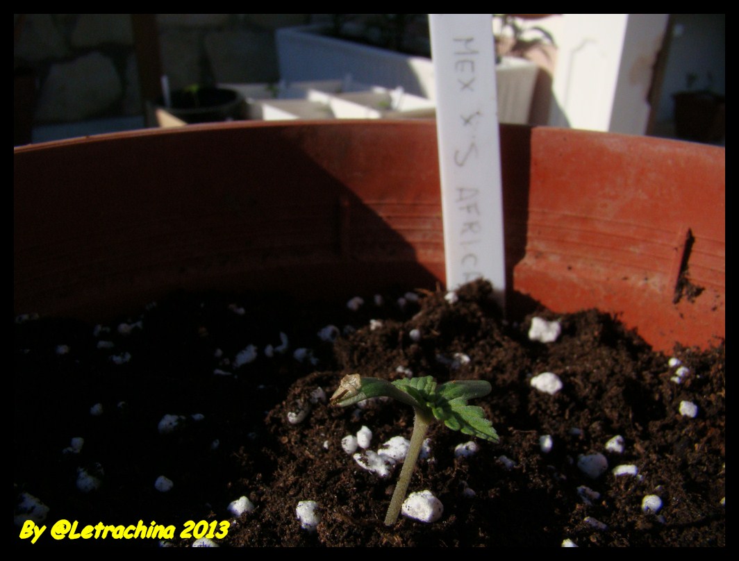 Mex x SA (Mexican x South Africa) 8dias crecimiento (Copiar).JPG