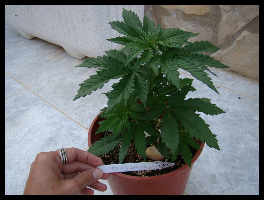 Mex x SA 34 dias crecimiento (Copiar).JPG