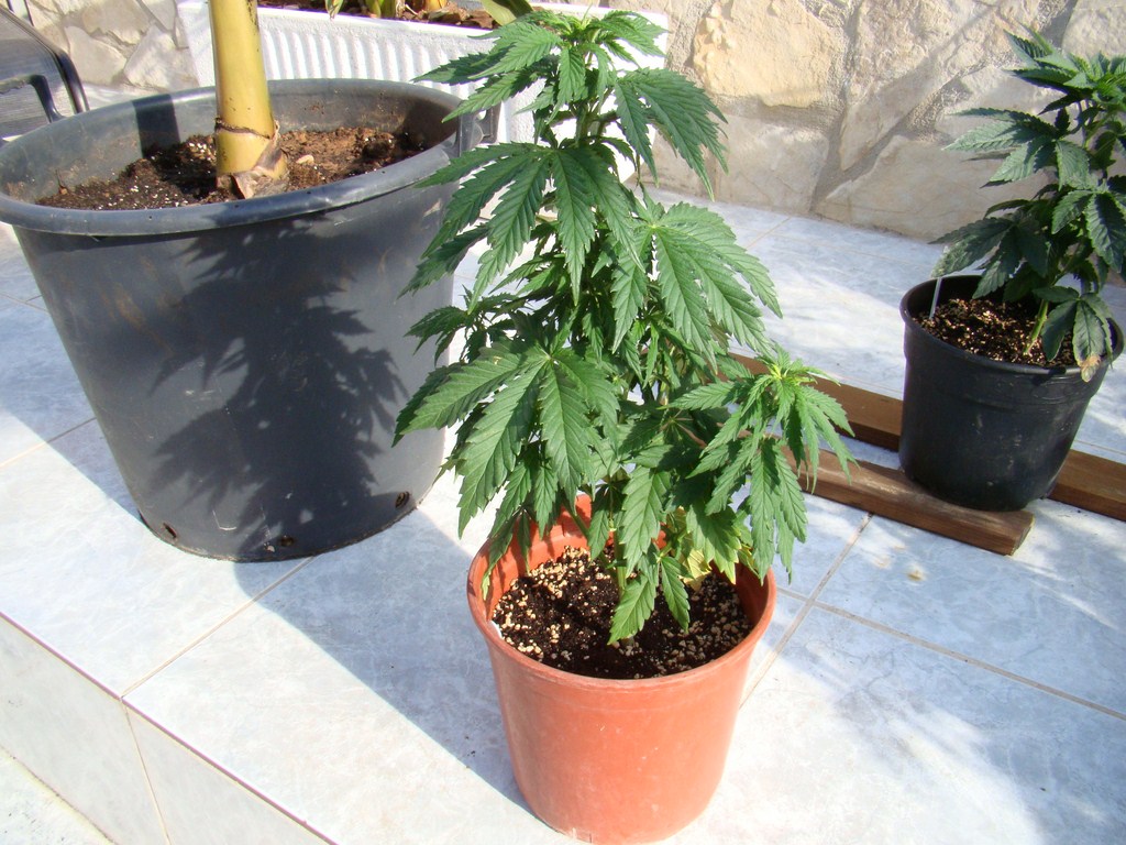Mex x SA 49 dias crecimiento (Copiar).JPG