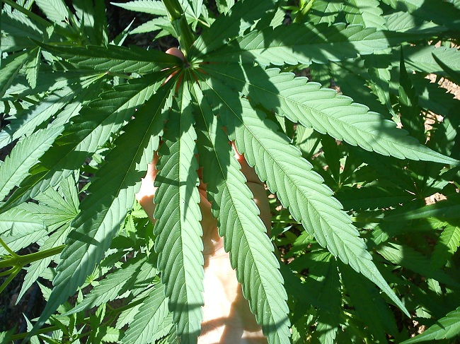 hmxbb hoja.jpg
